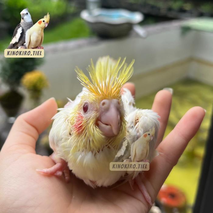 Baby Falk / Burung Falk Jinak Lolohan / Cockatiel / Parkit Australia