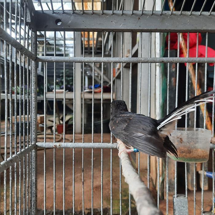 Trotol murai batu medan jantan