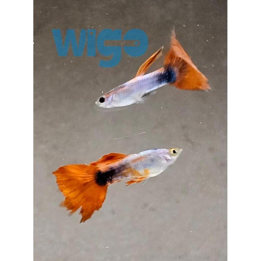 KHUSUS INSTANT Ikan Hias Guppy Platinum Green Red Tail hiasan dekorasi akuarium ikan gapi air tawar