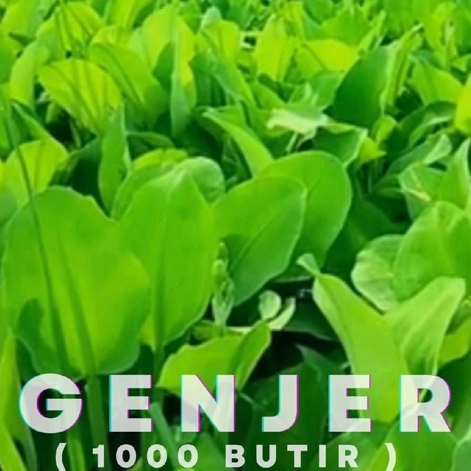 Benih Genjer 1000 Butir - Benih Kualitas Tinggi