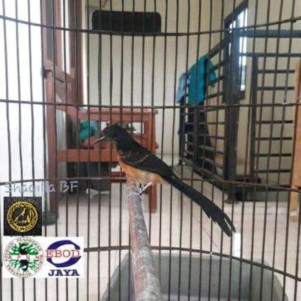 Murai Trotol Jantan Prospek Double Ring Apbn Plus Sertifikat Yayasan
