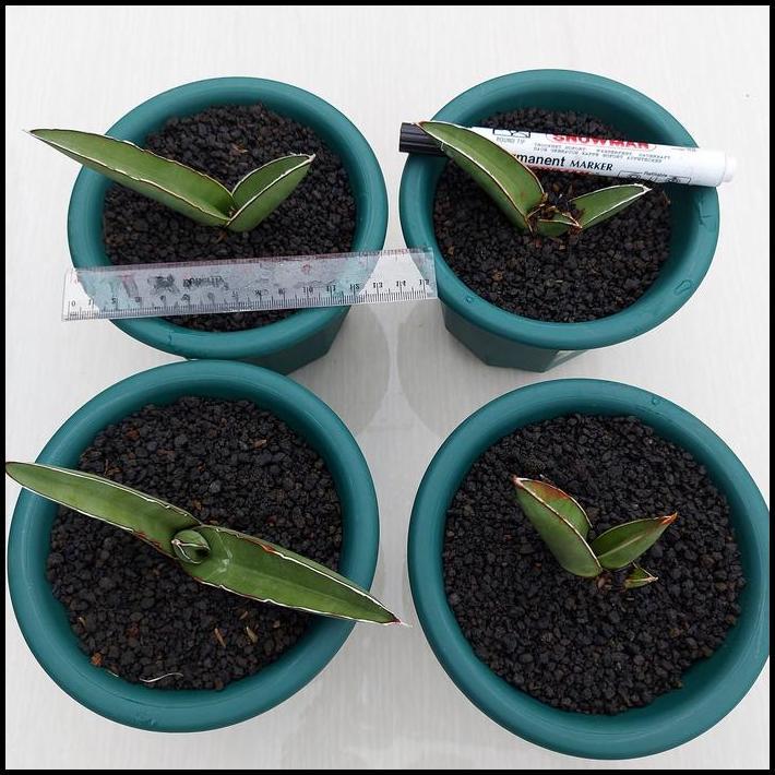 TERBARU SANSE / SANSEVIERA SAMURAI LONG - SAMURAI SALAF 1POT 