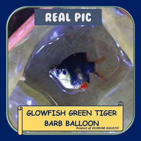 TERLARIS IKAN HIAS AIR TAWAR - SUMATRA BALON HIJAU ELECTRIC GREEN / GREEN TER BABALLOON ELECTRIC GRE