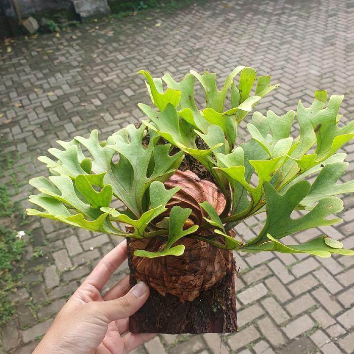 PLATYCERIUM SIMBAR MENJANGAN TANDUK RUSA KALIMANTAN BEST QUALITY