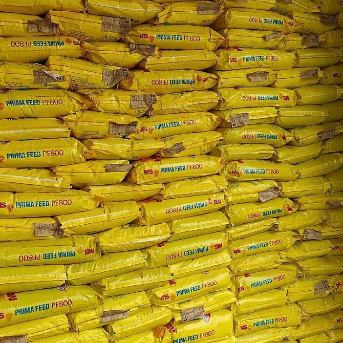 TERLARIS PF800 PELET IKAN PELLET IKAN PAKAN PF 800 BENIH BIBIT LELE GURAME NILA BAWAL GABUS PATIN 10