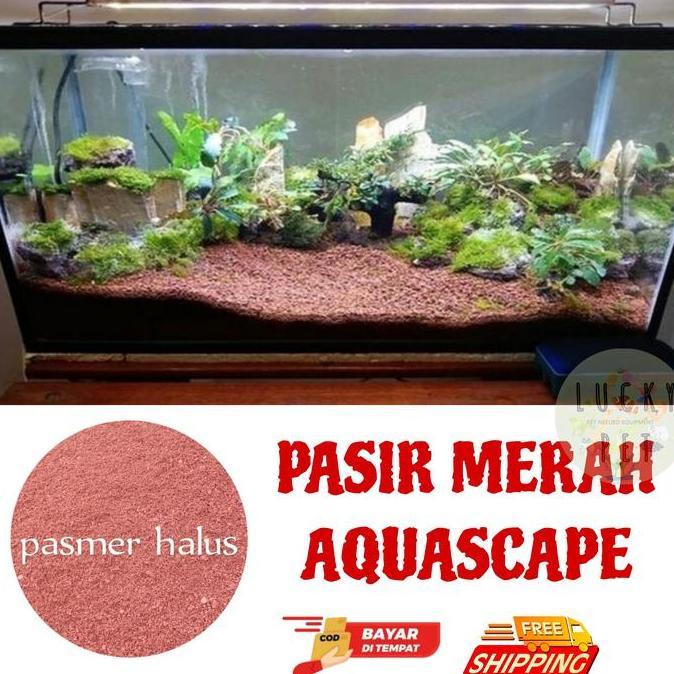 TERLARIS PASIR MALANG MERAH AQUASCAPE AQUARIUM IKAN CHANNA CHANA FISH AKUARIUM