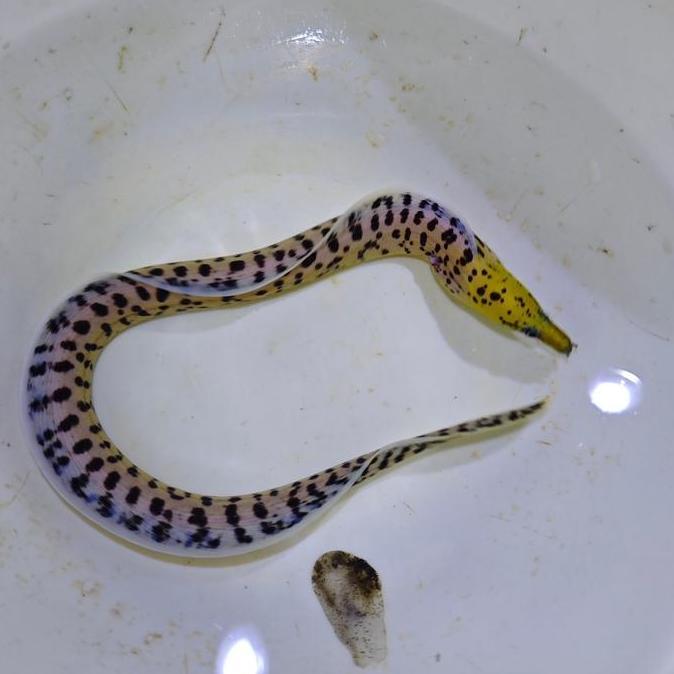 TERLARIS YELLOW HEAD EEL BELUT KEPALA KUNING EEL AQUARIUM LAUT HIAS