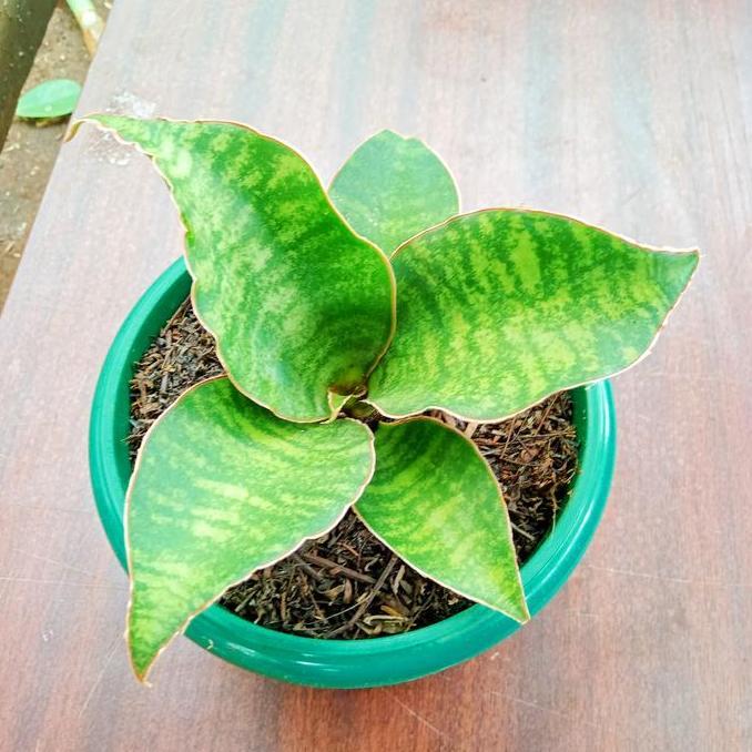sansevieria dragon compacta varigata | tanaman pot meja