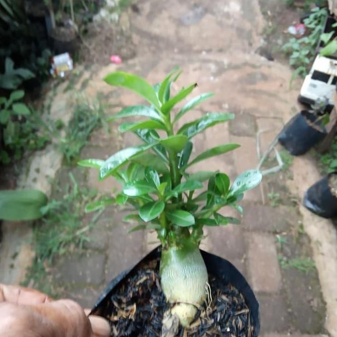 BONSAI ADENIUM ARABICUM-bibit tanaman bonsai adenium arabicum _