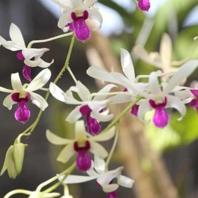 Dendrobium mesangnil dewasa