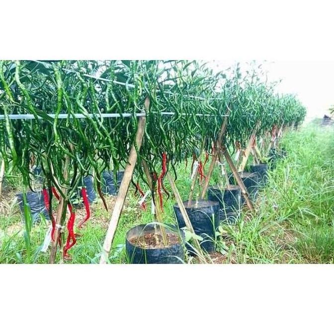 Benih Cabe Merah Keriting AKAR Isi 10 gram Kemasan Asli Pabrik