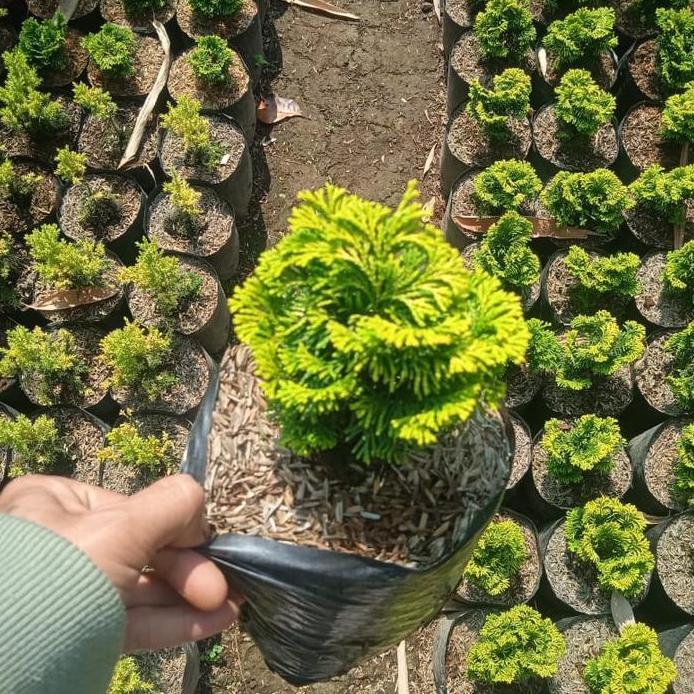 cemara enoki mini, tanaman cemara mini, cermara mini