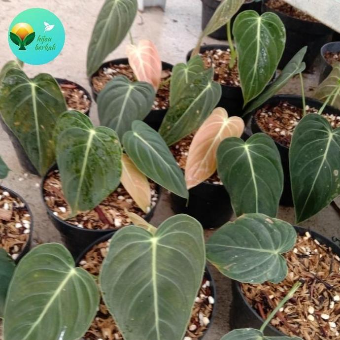 tanaman philodendron melanocrysum narrow melano Daun Hijau