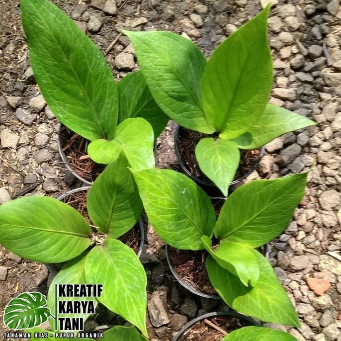 Parkz- Tanaman Hias Anthurium Jemani Cobra Catalog - Jemani Kobra Katalog