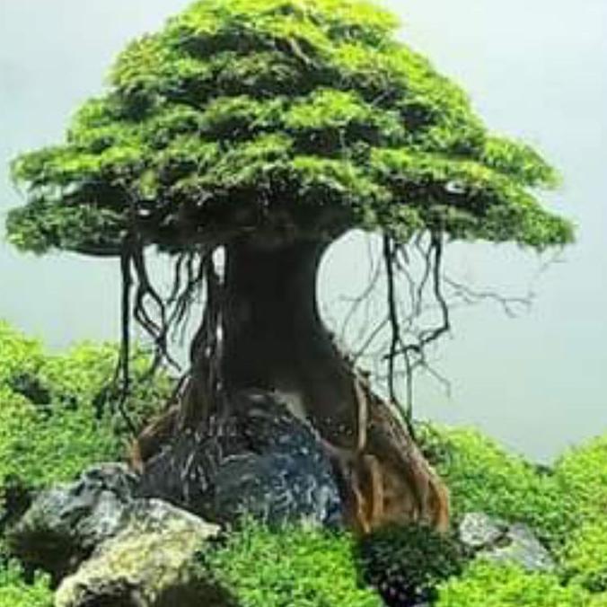 hiasan aquarium pohon bonsai umbrella aquascape include moss