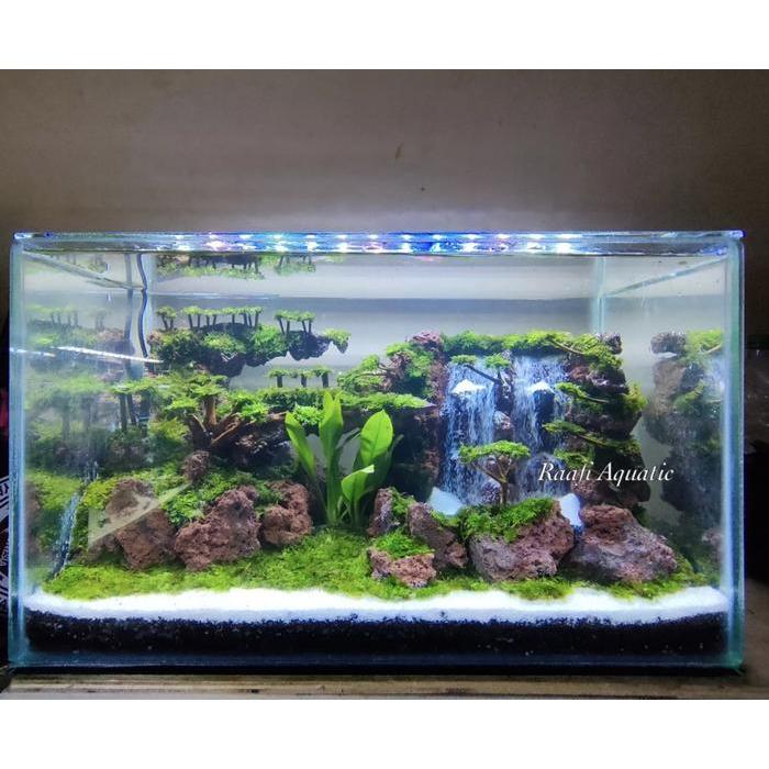 aquascape trending topic