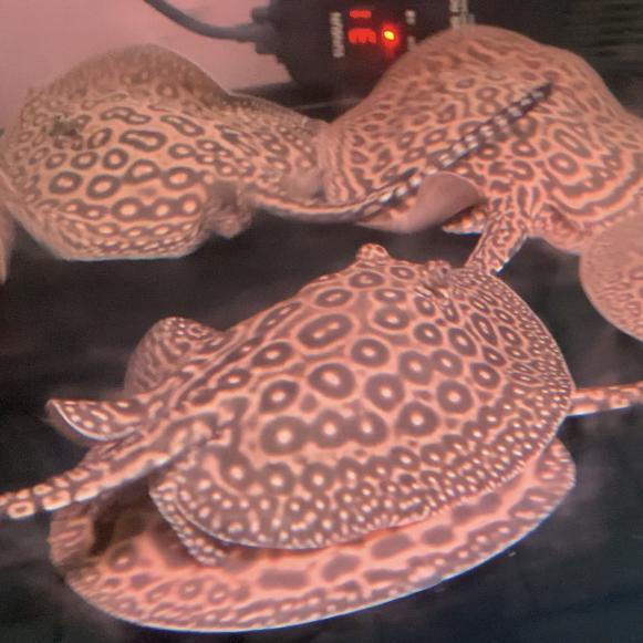 Hiasan Aquarium Ikan Pari Pearl/Pari Air Tawar