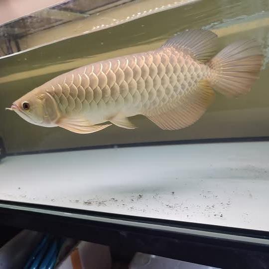 arwana golden red 40cm