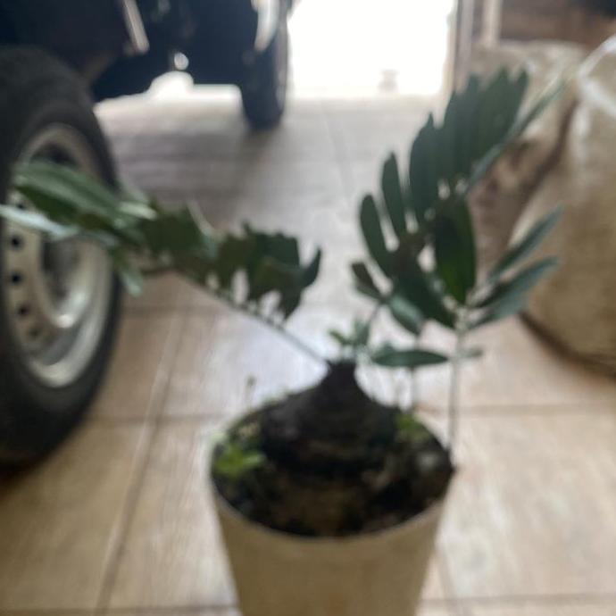 tanaman hias zamia furfuracea  // sikas zamia
