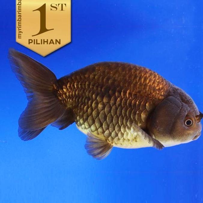 Koki Black Ranchu (L) Ikan Hias Aquascape Hiasan Aquarium Tanaman Air