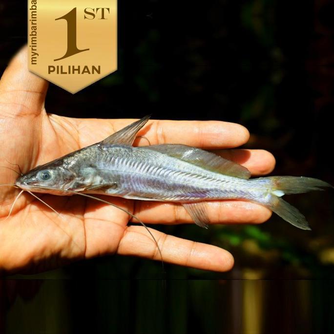 Mystus Nigriceps Catfish Ikan Hias Predator HIasan Aquarium Aquascape