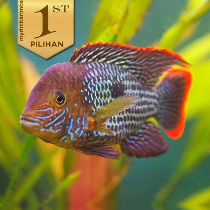 Green Terror Jumbo Ikan Hias Predator Hiasan Dekor Aquarium Aquascape