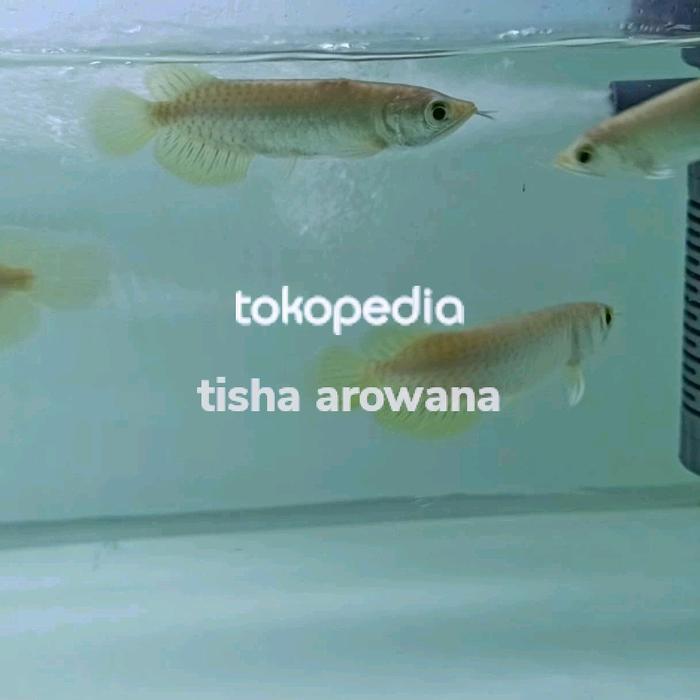 arwana green pino sertifikat chip