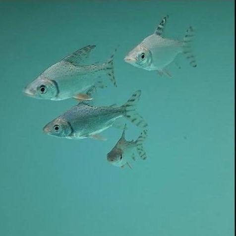 Hiasan Aquarium Ikan Red Feifeng American Flag Tail Tankmate Arowana