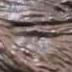 Figur Hewan Mammoth Gajah Purba Ice Age Pvc Miniatur Detail Rapi Panjang 20Cm