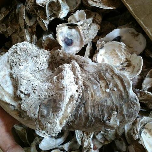 Fisch- Oyster Shell Kulit Kerang Cangkang Tiram Media Filter Kolam Ikan Koi