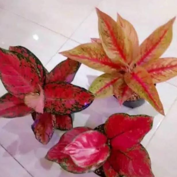 Paket hemat 3 tanaman hias Aglonema Import