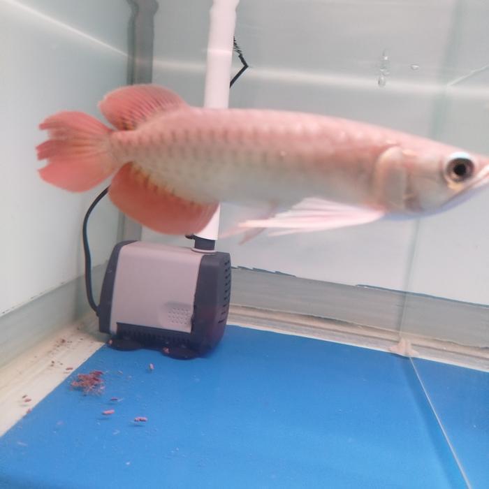 arwana super red