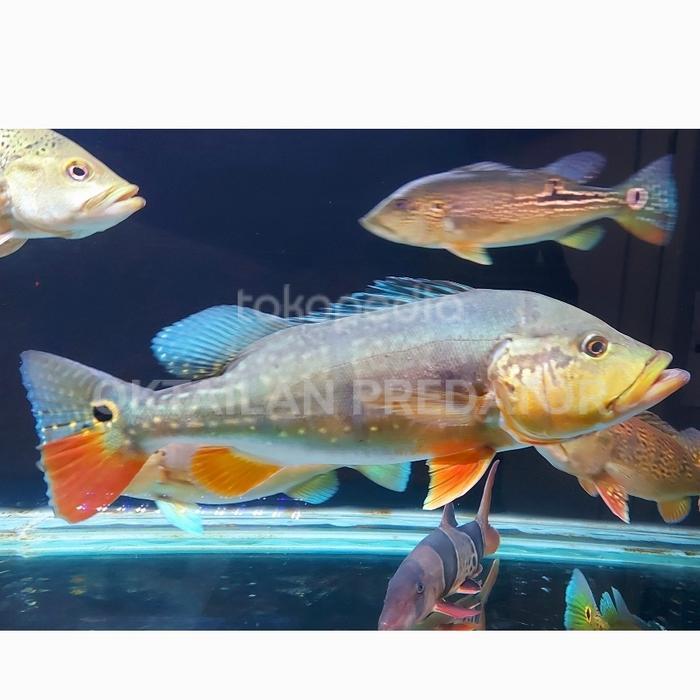 pbass temensis 50 cm