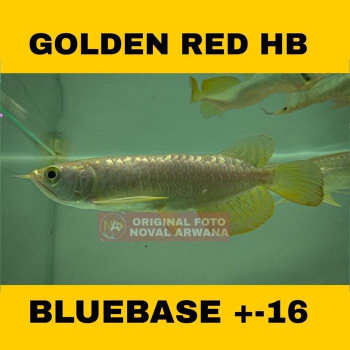 Ikan Arwana / Arowana Golden Red Highback HB Ring 5 ukuran -+ 16 cm