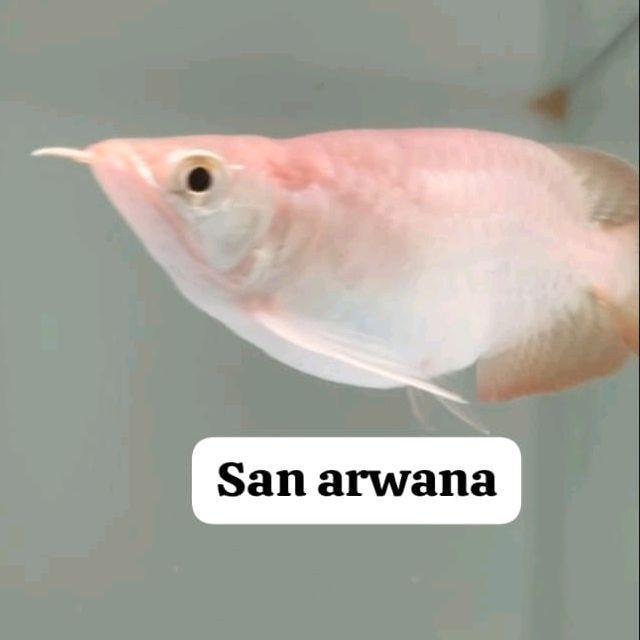 arwana super red short body ITL jagung sb super red spesial ITL sb
