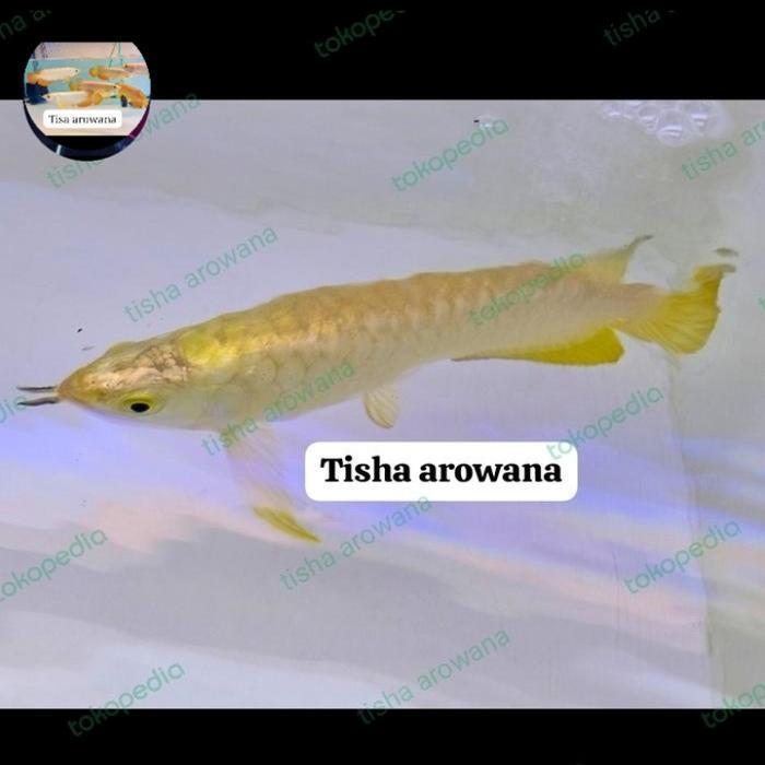 ikan arwana crossback golden 24k Malaysia promo arwana spesial
