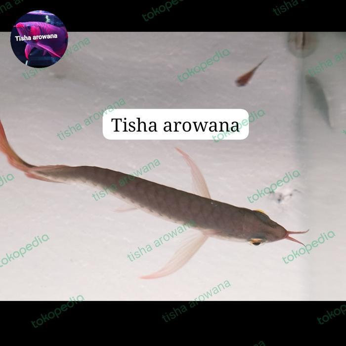 super red Chili ITL I THIAU LUNG itl sr chili red arowana