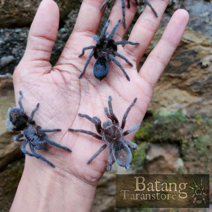 Grammostola pulchra juve female