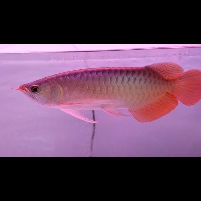 ikan arwana super red spesial