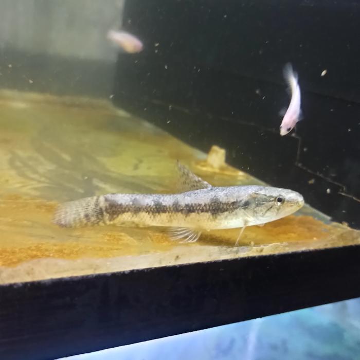 ikan wolfish malabar 7-8cm-+