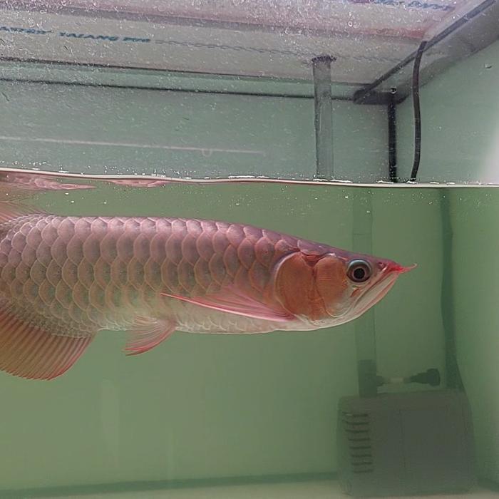 super red arowana