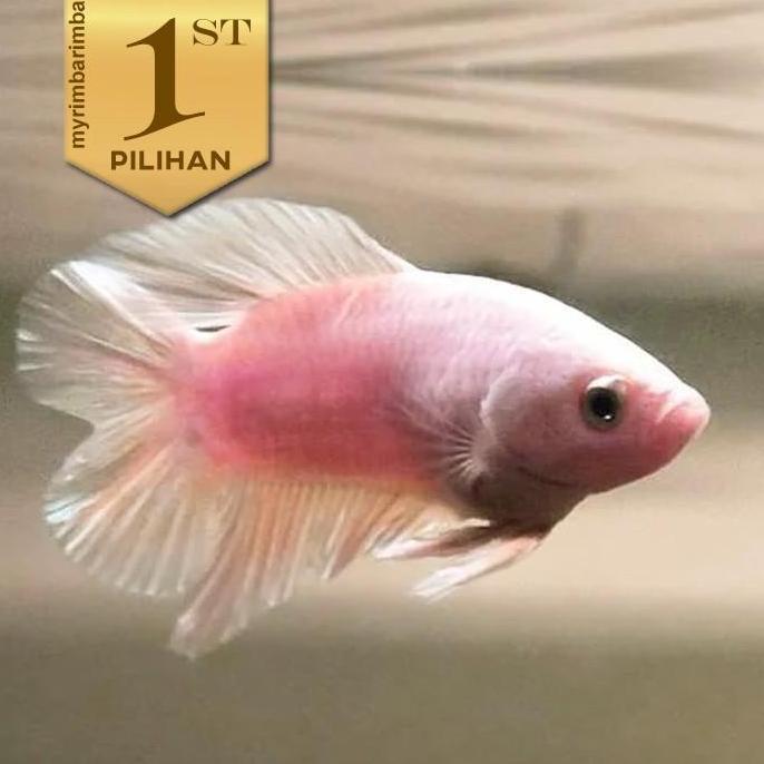 Paket Koloni (isi 10) Cupang Giant Betina Pink Ikan Hias Aquascape Hiasan Aquarium Air Tawar