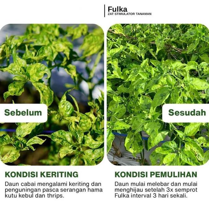 Fulka - Pupuk perangsang pertumbuhan organik yang membantu tanaman tumbuh lebih cepat. [terbaik]