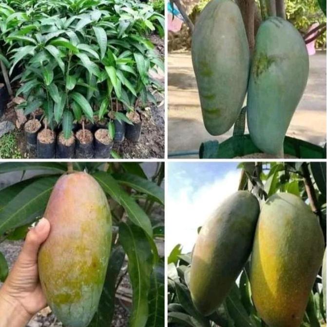 Bibit Tanaman Buah Mangga Kiojay Thailand Tabulampot Okulasi // Tanaman Bibit mangga kiojay jumbo bi