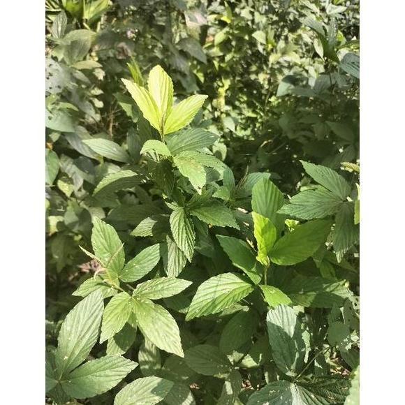 BIBIT DAUN OPO-OPO HERBAL ALAMI srikaya benih sayuran asam jawa durian jeruk markisa buah apel pisan