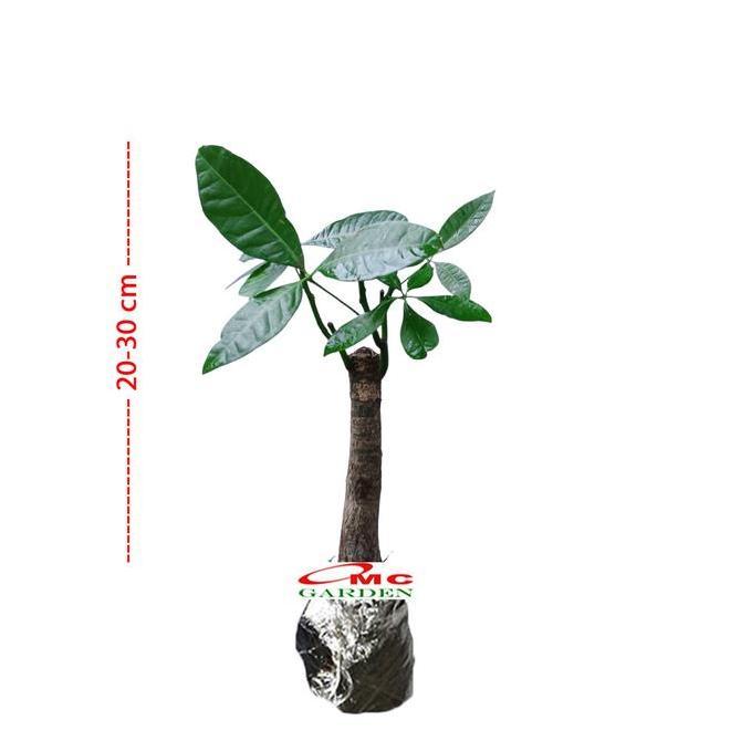 BIBIT BAHAN BONSAI TANAMAN HOKI PACHIRA /POHON DUIT / POHON UANG READY