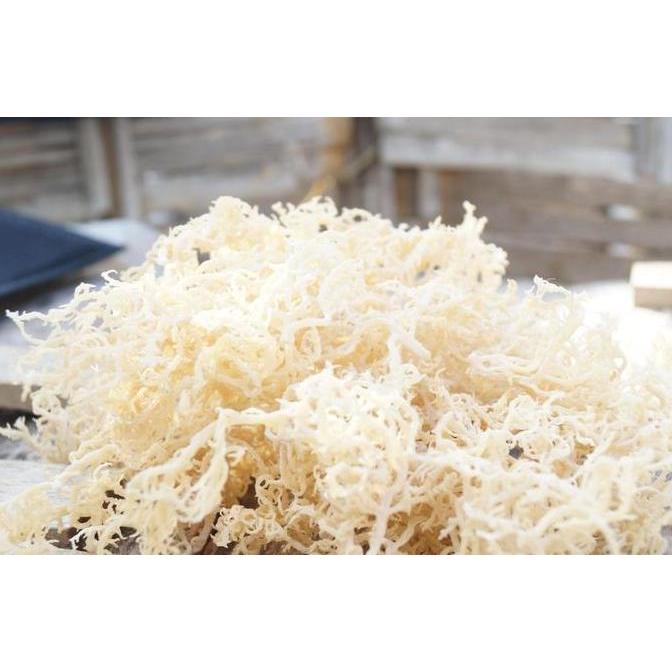 Asciutto- Rumput Laut Kering Putih 1 Kg Super Rumput Laut