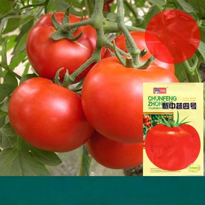 Benih Tomat Besar Import 3 Bungkus Benih Sayuran Buah Bulat Untuk Kebun Dan Ladang, Kemasan Original