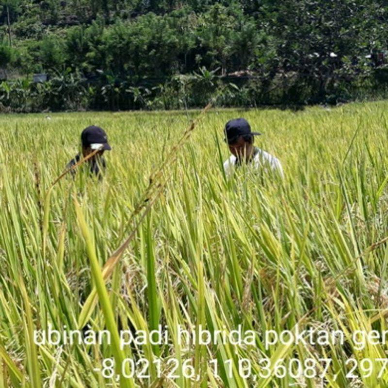 Biji Padi Unggul Ir64 / Ir 64 / Padi Ir64