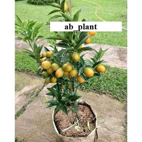 Bibit jeruk kimkit madu sudah berbuah super